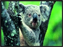 Drzewo, Miś, Koala
